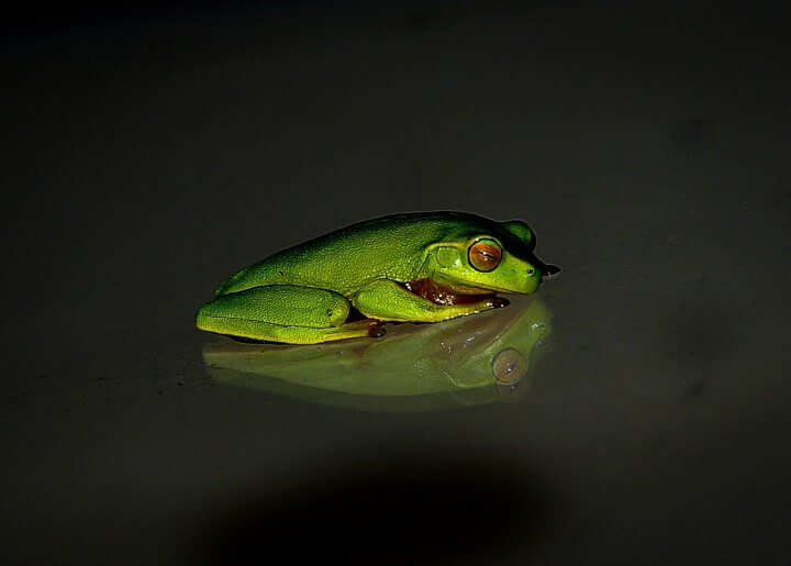 Slime