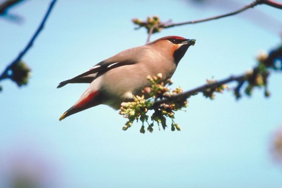 BirdOnBranch