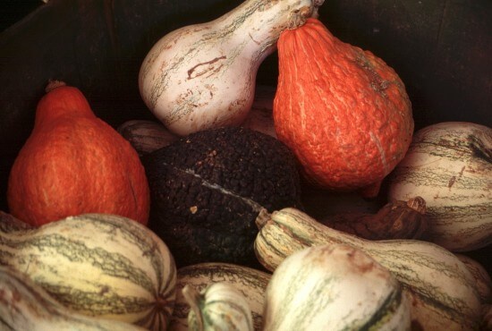 VarietyOfGourds