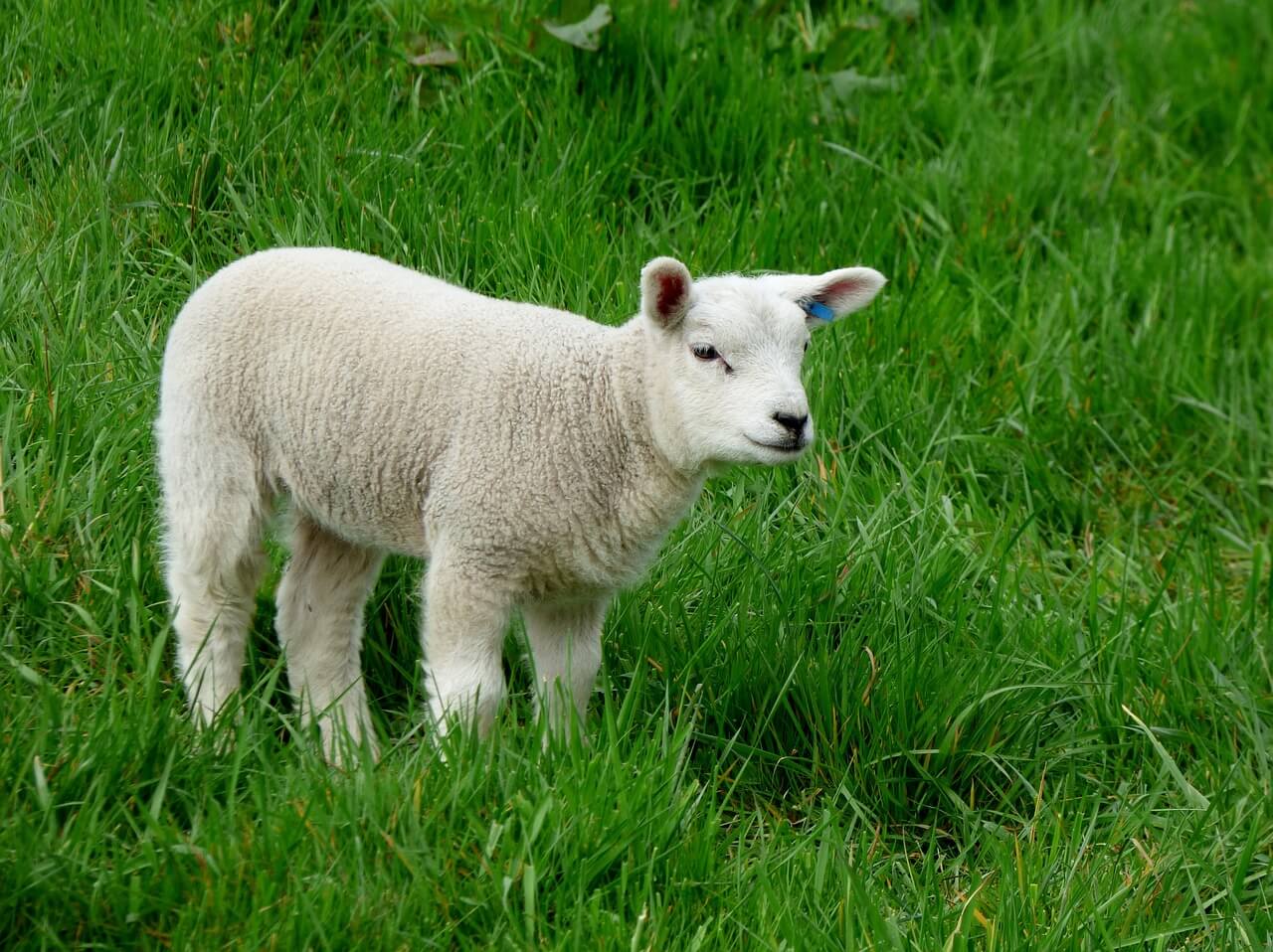Tin Can Lamb
