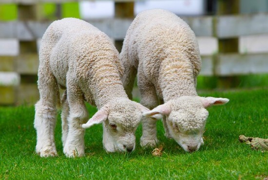 Two Lambs