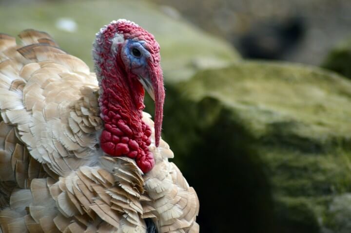 Hand and Foot Turkey