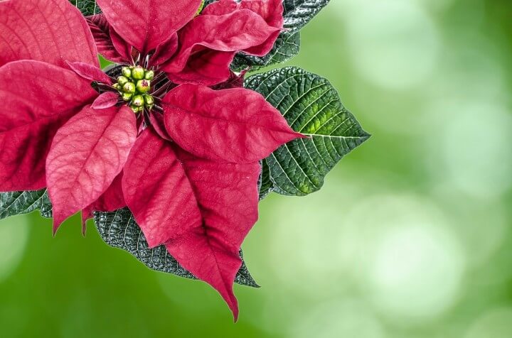 Paper Plate Poinsettias