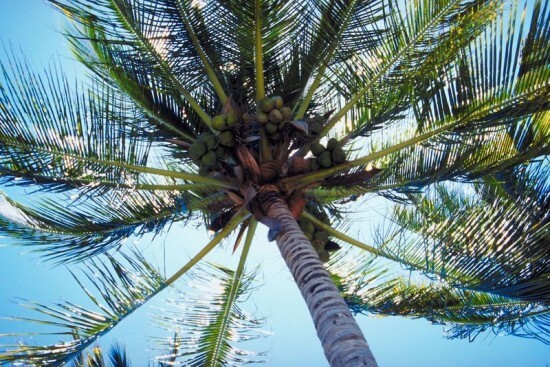 PalmTreeCoconuts