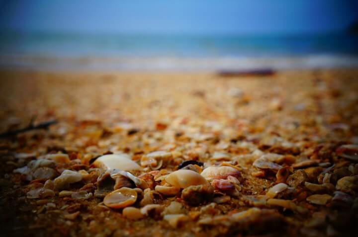 Seashell Refrigerator Magnet