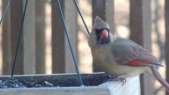 Bird Eating from Bird Feeder