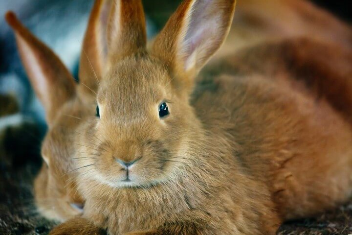 Bunny with Long Ears