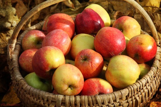 Basket of Apples