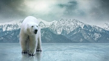 White Polar Bear On The Ice