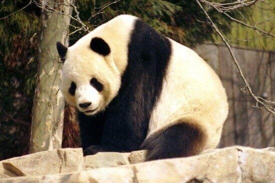 Giant Pandas are native to China.
