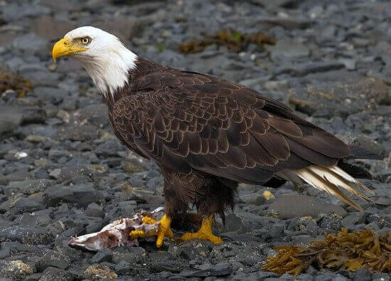 Bald Eagle Kodiak E