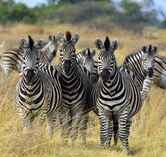 Zebra Botswana Edit E