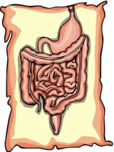 Digestive System