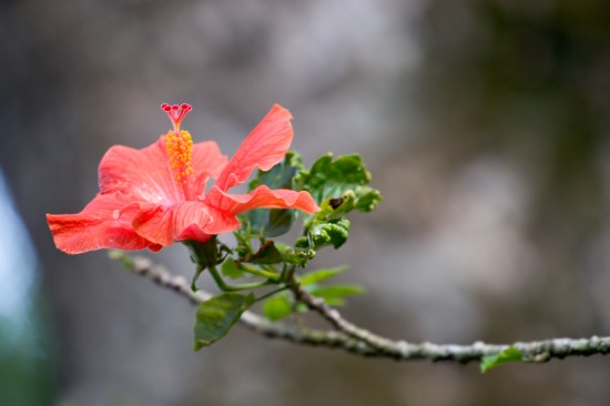 Tropical Flower, Haiku Gardens