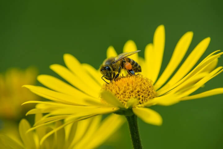 Honey Bee Pollinating Yellow D