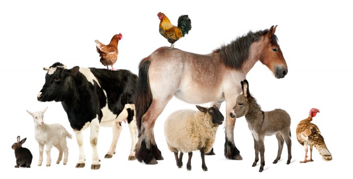 Variety Of Farm Animals In Fro