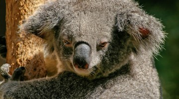 Ececfecbada Koala