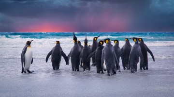 King Penguins In The Falkland