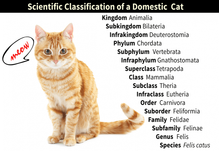 Scientific Classification Domestic Cat