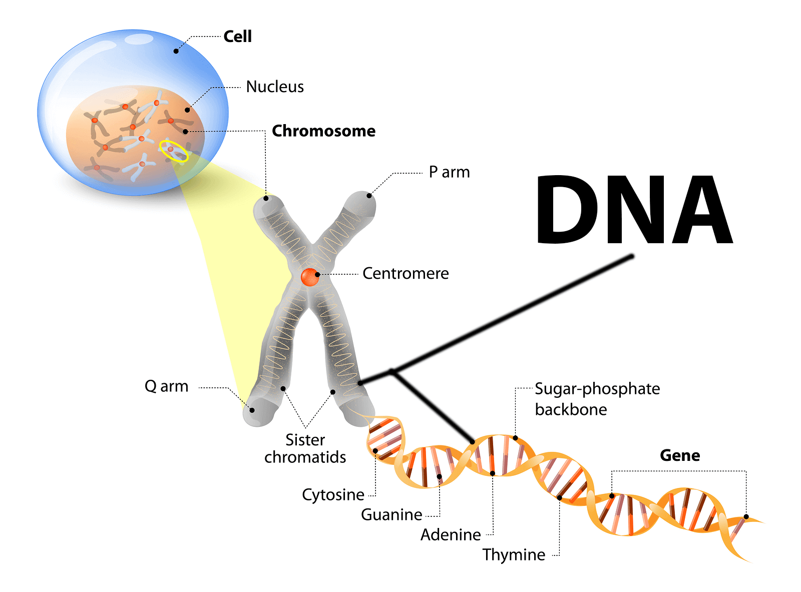 Where is dna found in the cell