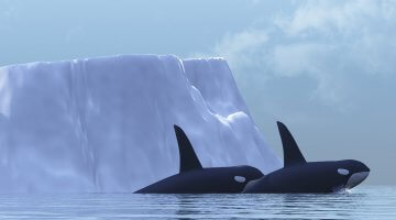 Orca Killer Whale