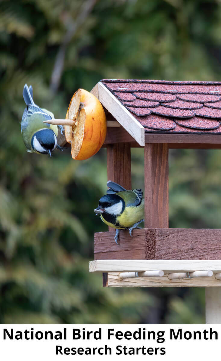 Bird Feeding