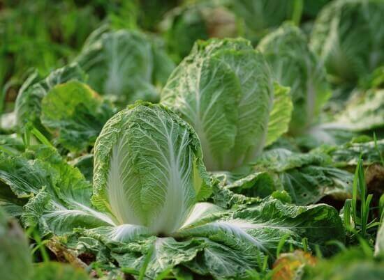 Cabbage