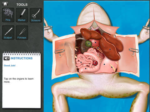 A screenshot from a virtual frog dissection app.