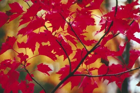 Thanksgiving Leaves