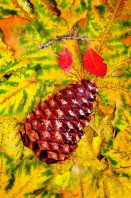 Pine-cone-on-fall 550px